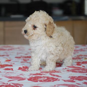 chiot Caniche Champagne BAIA Elevage zadatis  caniche , teckel