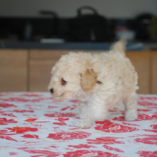 chiot Caniche Champagne BAIA Elevage zadatis  caniche , teckel