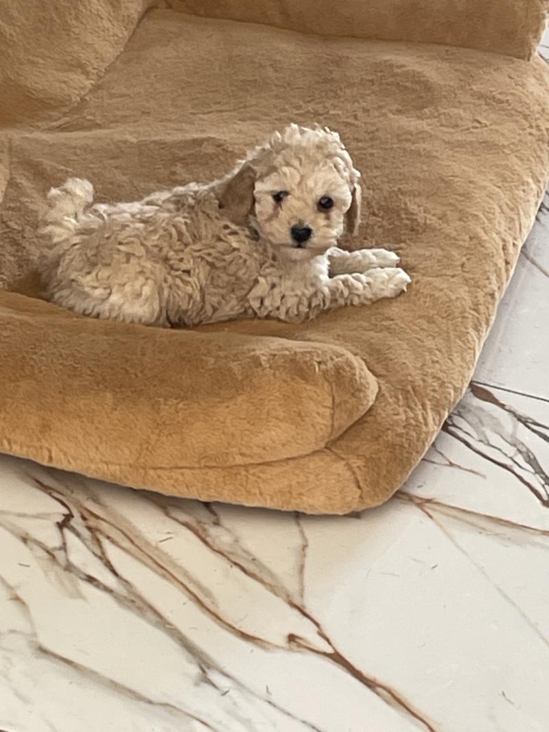 ZADATIS BAIA Femelle Caniche