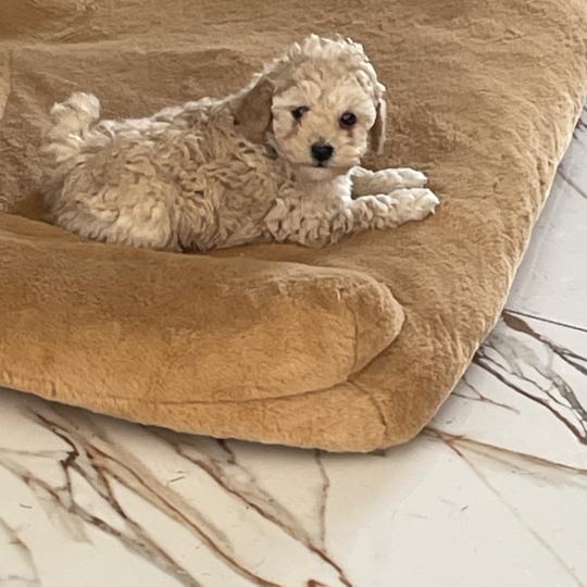 ZADATIS BAIA Femelle Caniche