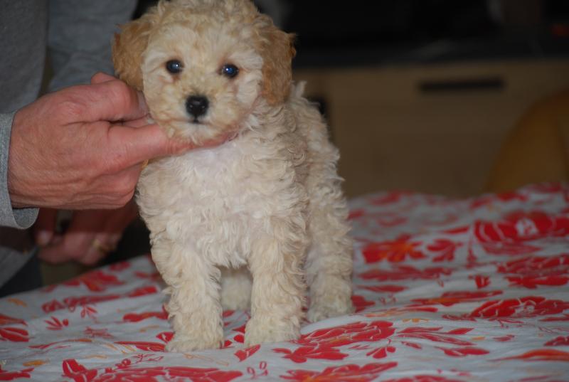 ZADATIS BAIA Femelle Caniche