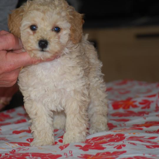 chiot Caniche Champagne BAIA Elevage zadatis  caniche , teckel