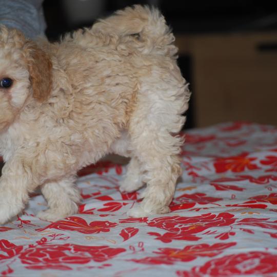 chiot Caniche Champagne BAIA Elevage zadatis  caniche , teckel