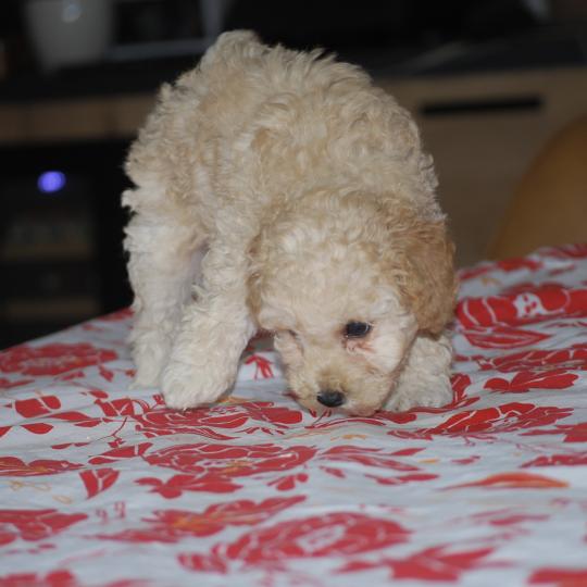 chiot Caniche Champagne BAIA Elevage zadatis  caniche , teckel