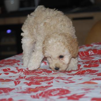 chiot Caniche Champagne BAIA Elevage zadatis  caniche , teckel