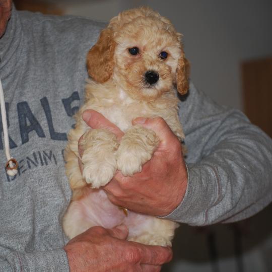 chiot Caniche Champagne BAIA Elevage zadatis  caniche , teckel