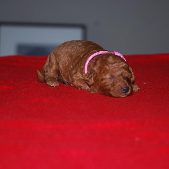 ZADATIS Baïka Femelle Caniche