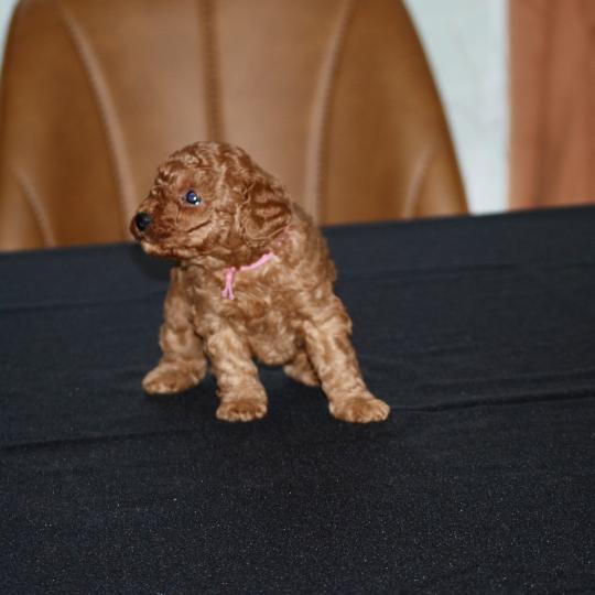 ZADATIS Baïka Femelle Caniche