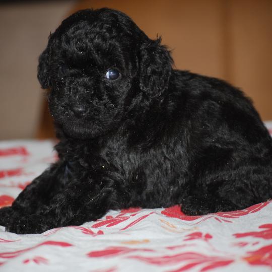chiot Caniche Noire Baila col rouge Elevage zadatis  caniche , teckel