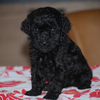 chiot Caniche Noire Baila col rouge Elevage zadatis  caniche , teckel