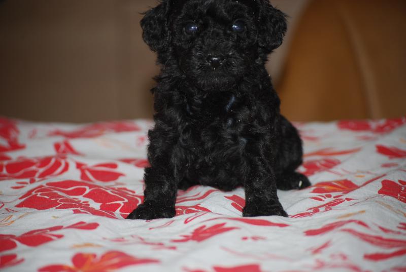 ZADATIS Baila col rouge Femelle Caniche