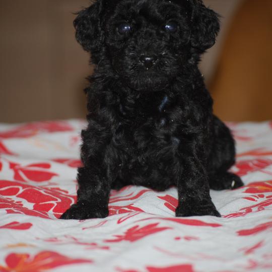 ZADATIS Baila col rouge Femelle Caniche