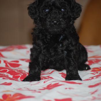 chiot Caniche Noire Baila col rouge Elevage zadatis  caniche , teckel