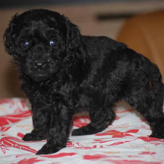 chiot Caniche Noire Baila col rouge Elevage zadatis  caniche , teckel
