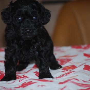chiot Caniche Noire Baila col rouge Elevage zadatis  caniche , teckel