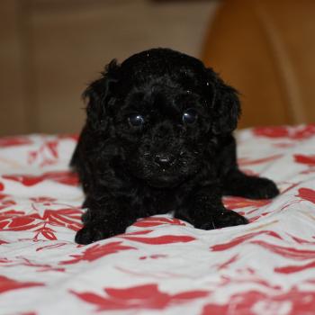 chiot Caniche Noire Baila col rouge Elevage zadatis  caniche , teckel