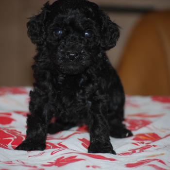 chiot Caniche Noire Baila col rouge Elevage zadatis  caniche , teckel