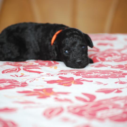 chiot Caniche Noire Bâly col orange Elevage zadatis  caniche , teckel