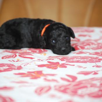 chiot Caniche Noire Bâly col orange Elevage zadatis  caniche , teckel