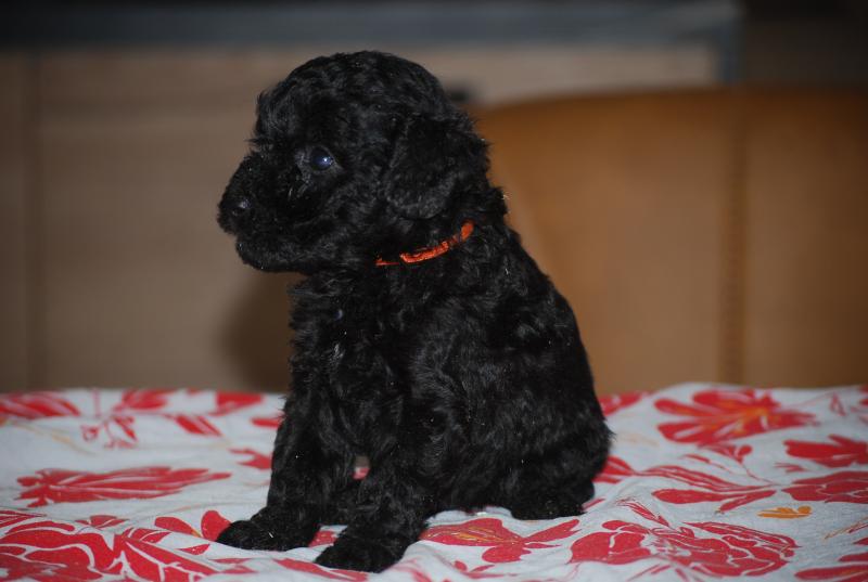 ZADATIS Bâly col orange Femelle Caniche