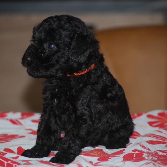 ZADATIS Bâly col orange Femelle Caniche