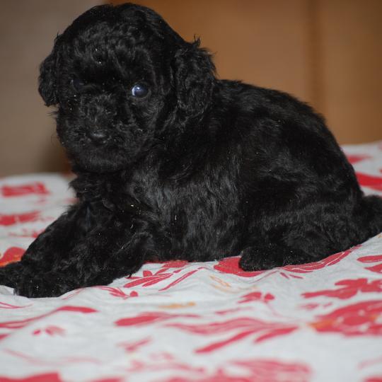 chiot Caniche Noire Bâly col orange Elevage zadatis  caniche , teckel
