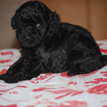 chiot Caniche Noire Bâly col orange Elevage zadatis  caniche , teckel