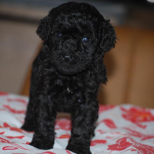 chiot Caniche Noire Bâly col orange Elevage zadatis  caniche , teckel