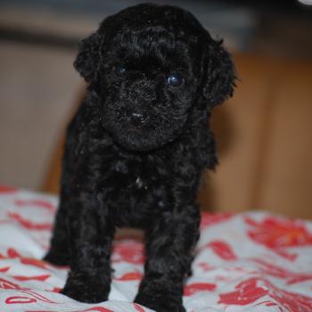 chiot Caniche Noire Bâly col orange Elevage zadatis  caniche , teckel
