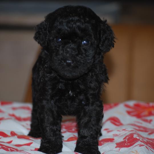 chiot Caniche Noire Bâly col orange Elevage zadatis  caniche , teckel