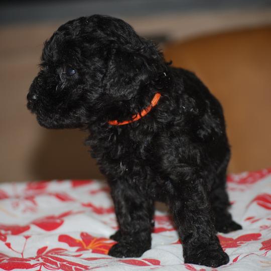 chiot Caniche Noire Bâly col orange Elevage zadatis  caniche , teckel