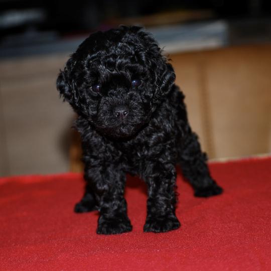 chiot Caniche Noire Barrel col beige Elevage zadatis  caniche , teckel
