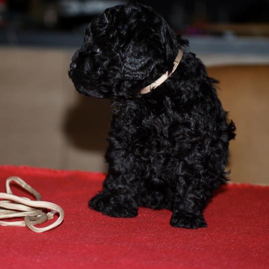 chiot Caniche Noire Barrel col beige Elevage zadatis  caniche , teckel