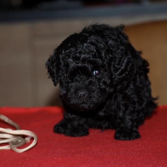 chiot Caniche Noire Barrel col beige Elevage zadatis  caniche , teckel