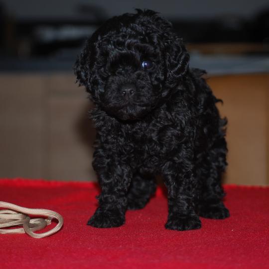chiot Caniche Noire Barrel col beige Elevage zadatis  caniche , teckel