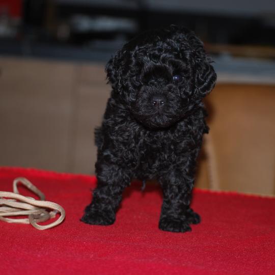 chiot Caniche Noire Barrel col beige Elevage zadatis  caniche , teckel