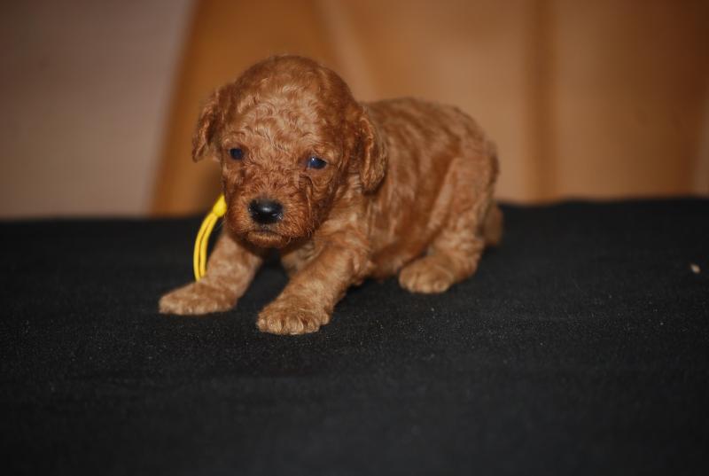 ZADATIS B Milo col jaune vert fluo Mâle Caniche