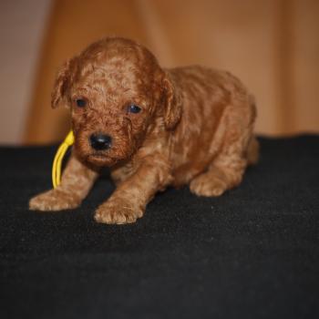 chiot Caniche Fauve Barry col jaune Elevage zadatis  caniche , teckel