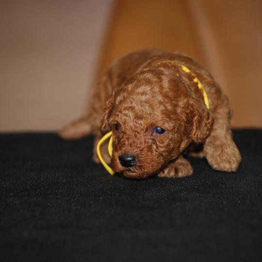 chiot Caniche Fauve Barry col jaune Elevage zadatis  caniche , teckel