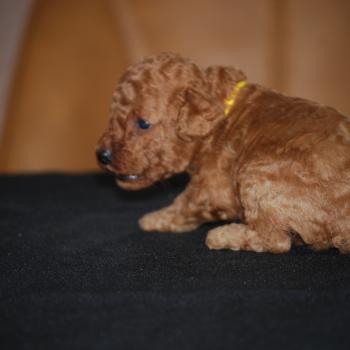 chiot Caniche Fauve Barry col jaune Elevage zadatis  caniche , teckel