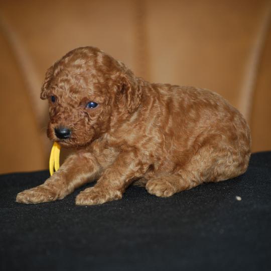 chiot Caniche Fauve Barry col jaune Elevage zadatis  caniche , teckel