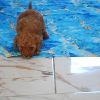 chiot Caniche Fauve rouge Barry Elevage zadatis  caniche , teckel
