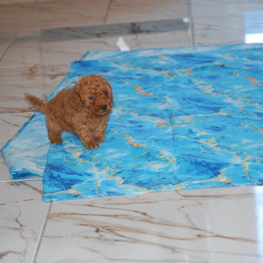 chiot Caniche Fauve rouge Barry Elevage zadatis  caniche , teckel