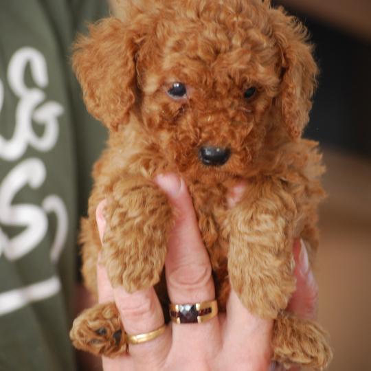 chiot Caniche Fauve rouge Barry Elevage zadatis  caniche , teckel