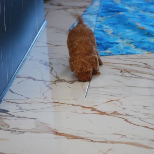 chiot Caniche Fauve rouge Barry Elevage zadatis  caniche , teckel