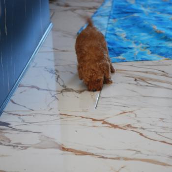 chiot Caniche Fauve rouge Barry Elevage zadatis  caniche , teckel