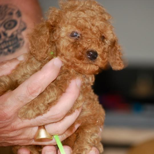 chiot Caniche Fauve rouge Barry Elevage zadatis  caniche , teckel