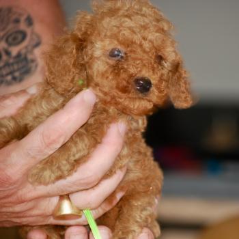 chiot Caniche Fauve rouge Barry Elevage zadatis  caniche , teckel
