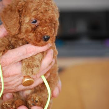 chiot Caniche Fauve rouge Barry Elevage zadatis  caniche , teckel