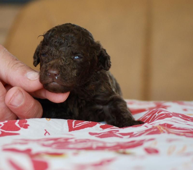 ZADATIS Bart Mâle Caniche